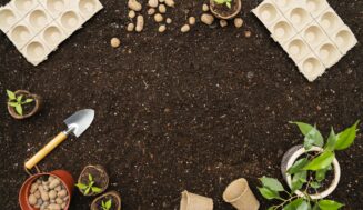 Gardening for Dummies: Simplified Garden Setup for Beginners