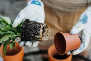 Overwatering vs Underwatering: How to Tell the Difference