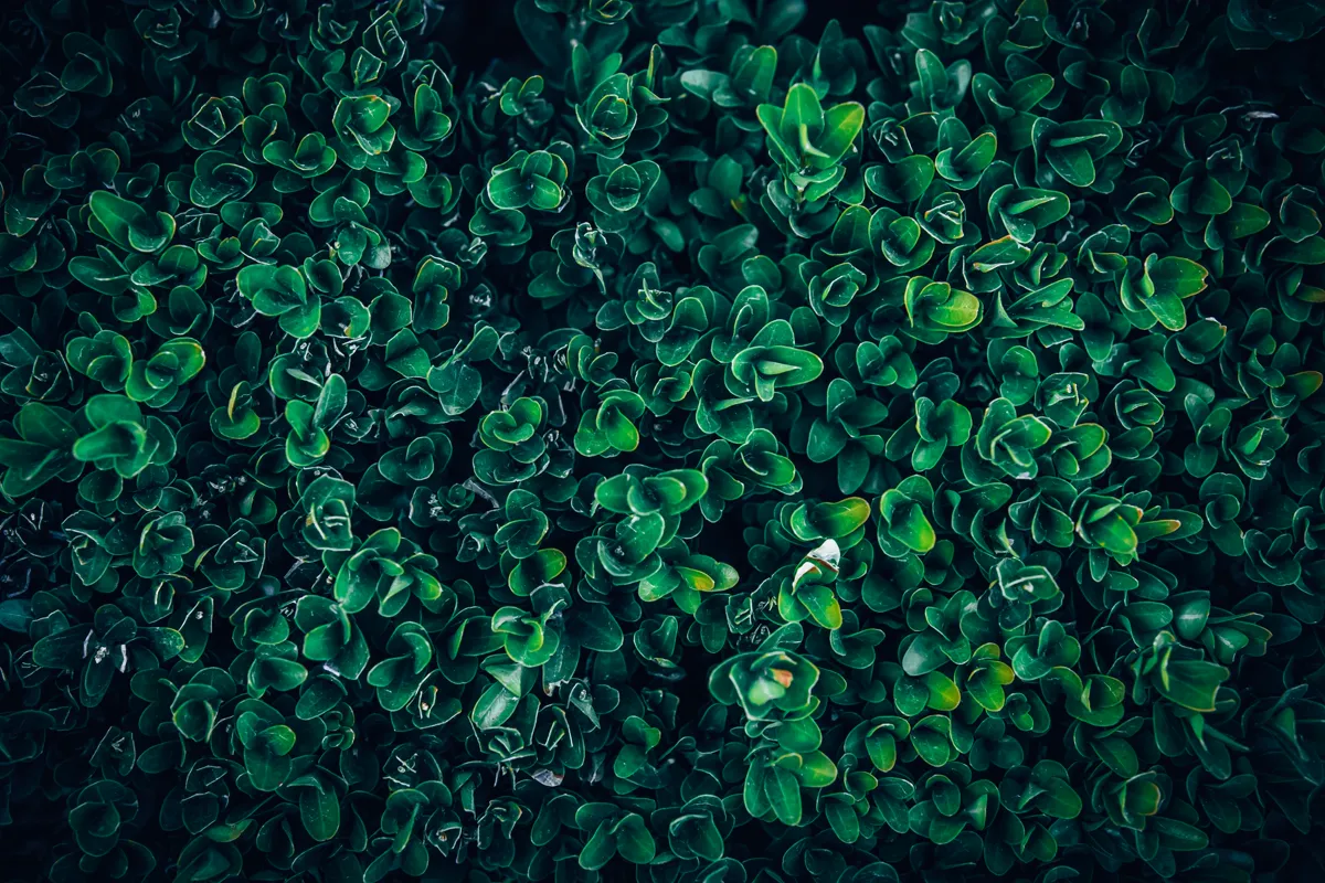 Close-up of dense boxwood foliage with small glossy evergreen leaves