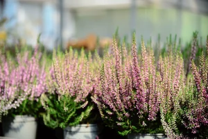 How to Grow Heather