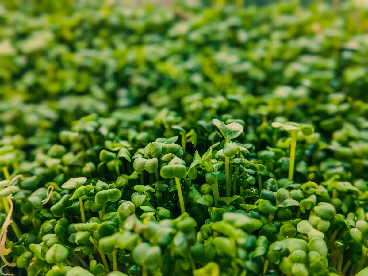 Thick carpet of young land cress seedlings with rounded green leaves