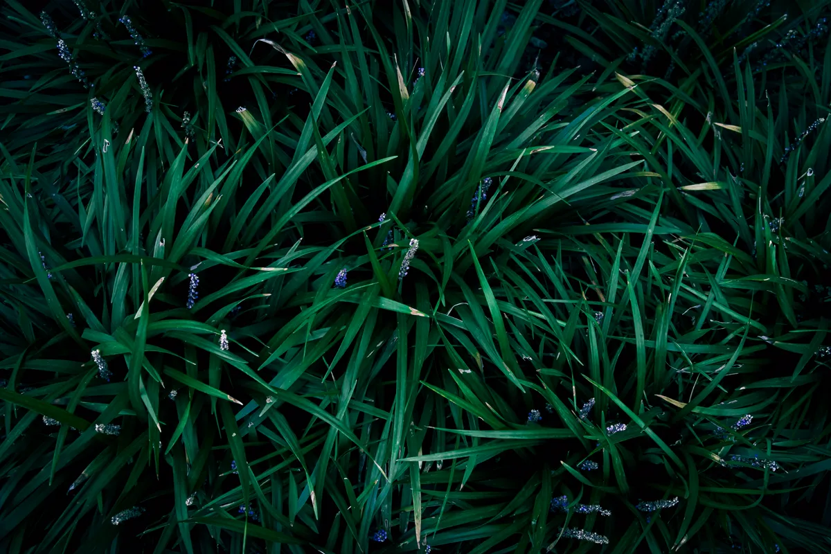 Dense clump of dark strap-shaped liriope leaves with purple flower buds