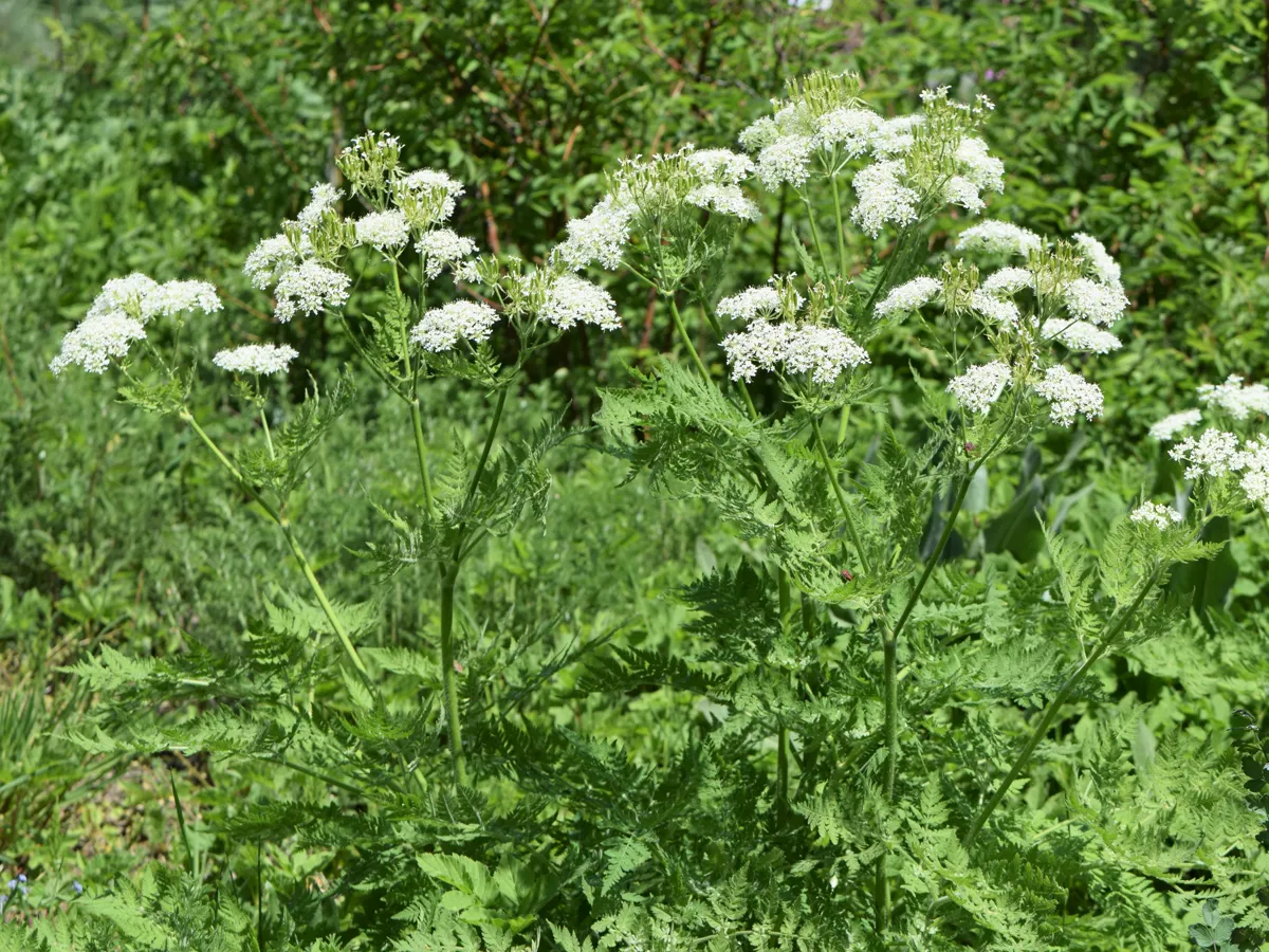 White umbrella-shaped sweet cicely flowers above soft ferny foliage