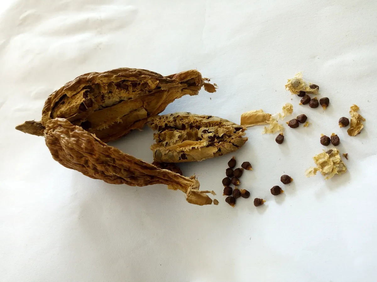 A dried Aframomum melegueta pod split open to show the rows of small brown seeds inside, with loose seeds and papery husk beside it