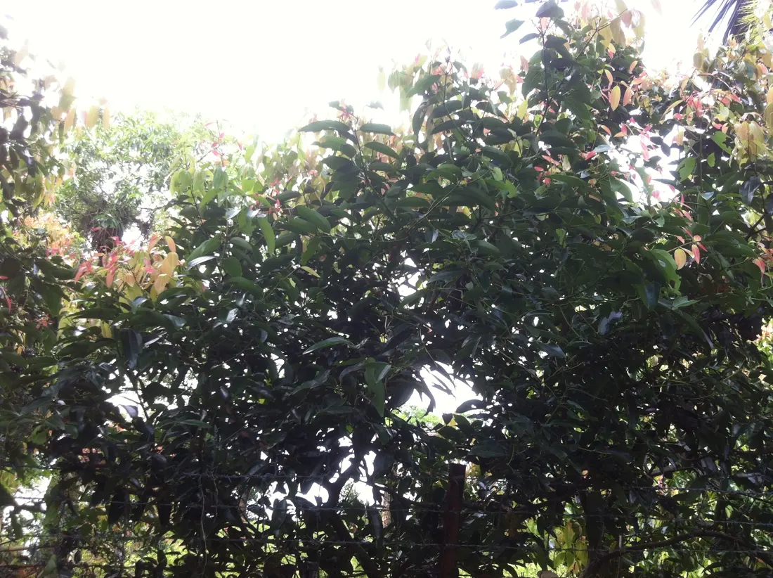Cubeb pepper vine in leaf at a research station planting