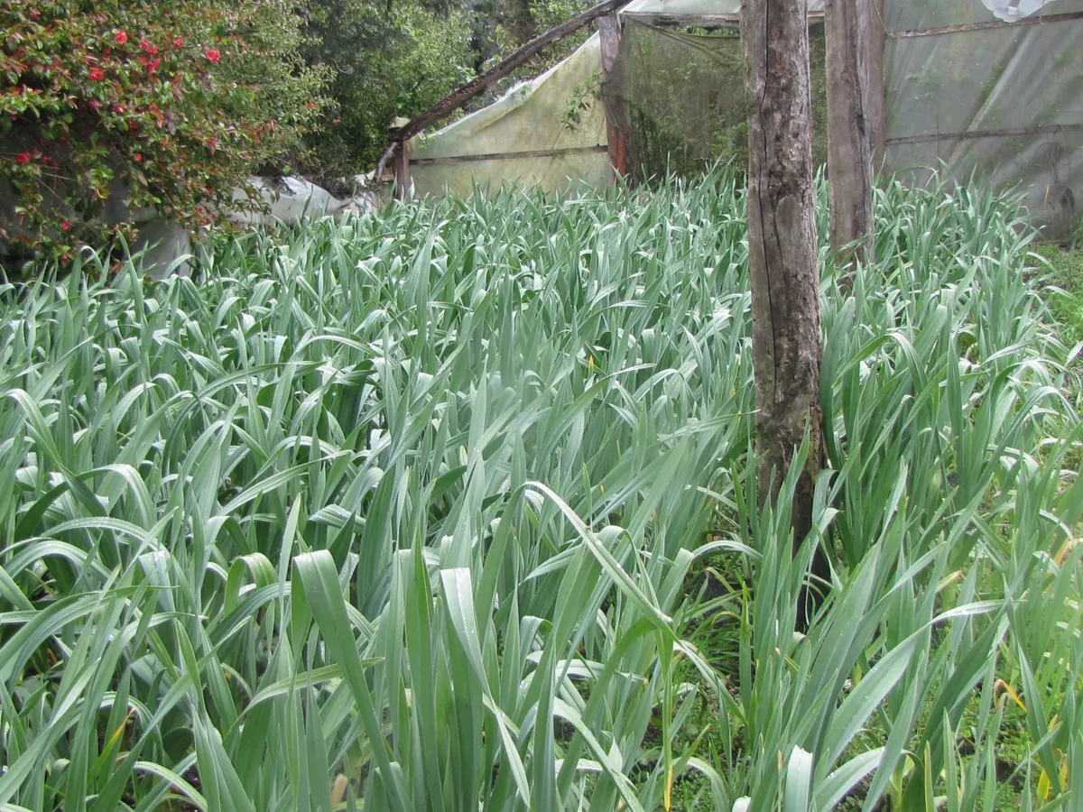 Rows of elephant garlic with broad grey-green leaves growing under cover