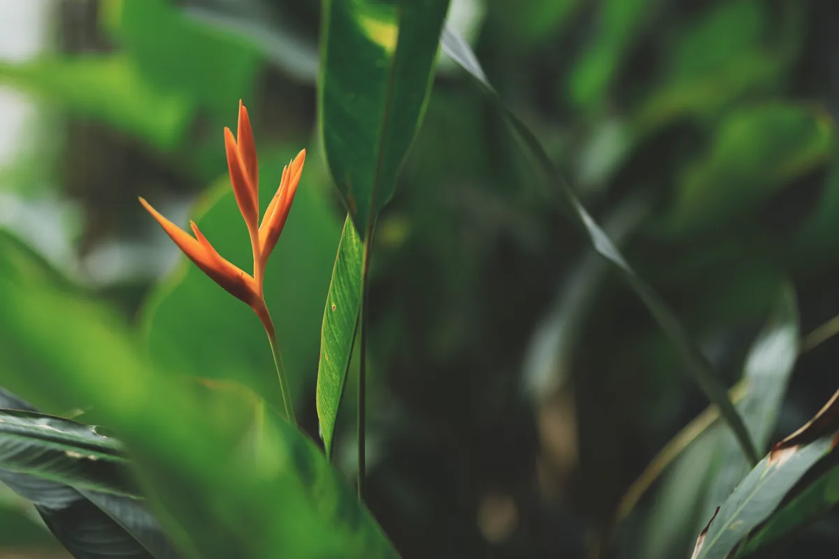 Orange and yellow heliconia bract emerging among broad tropical leaves