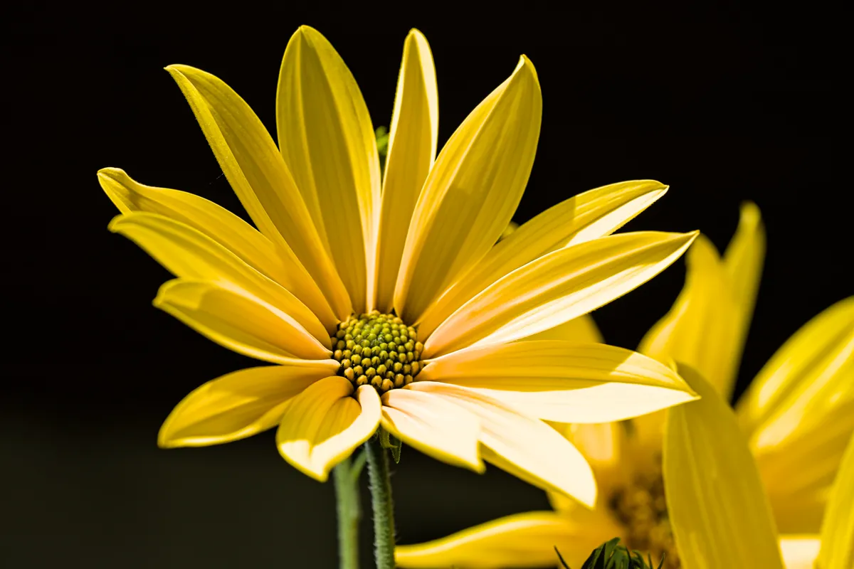 Bright yellow jerusalem artichoke flower with slender petals