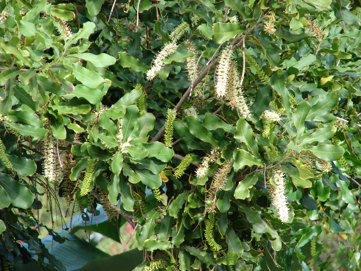 Macadamia tree in flower with long cream racemes among holly-like leaves