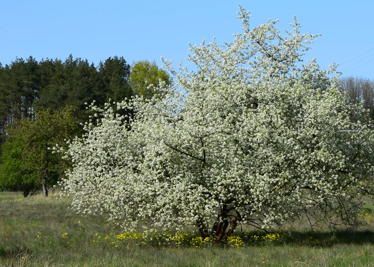 Mahlab cherry tree covered in white blossom at the edge of a meadow