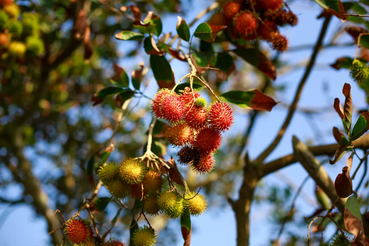 Clusters of red hairy rambutan fruit ripening on the branch