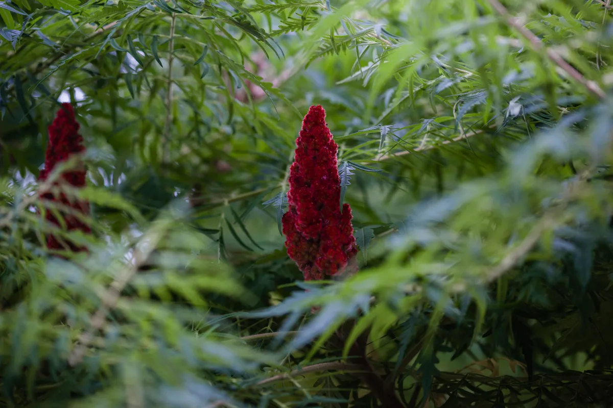Deep red sumac fruit cone standing above finely divided leaves