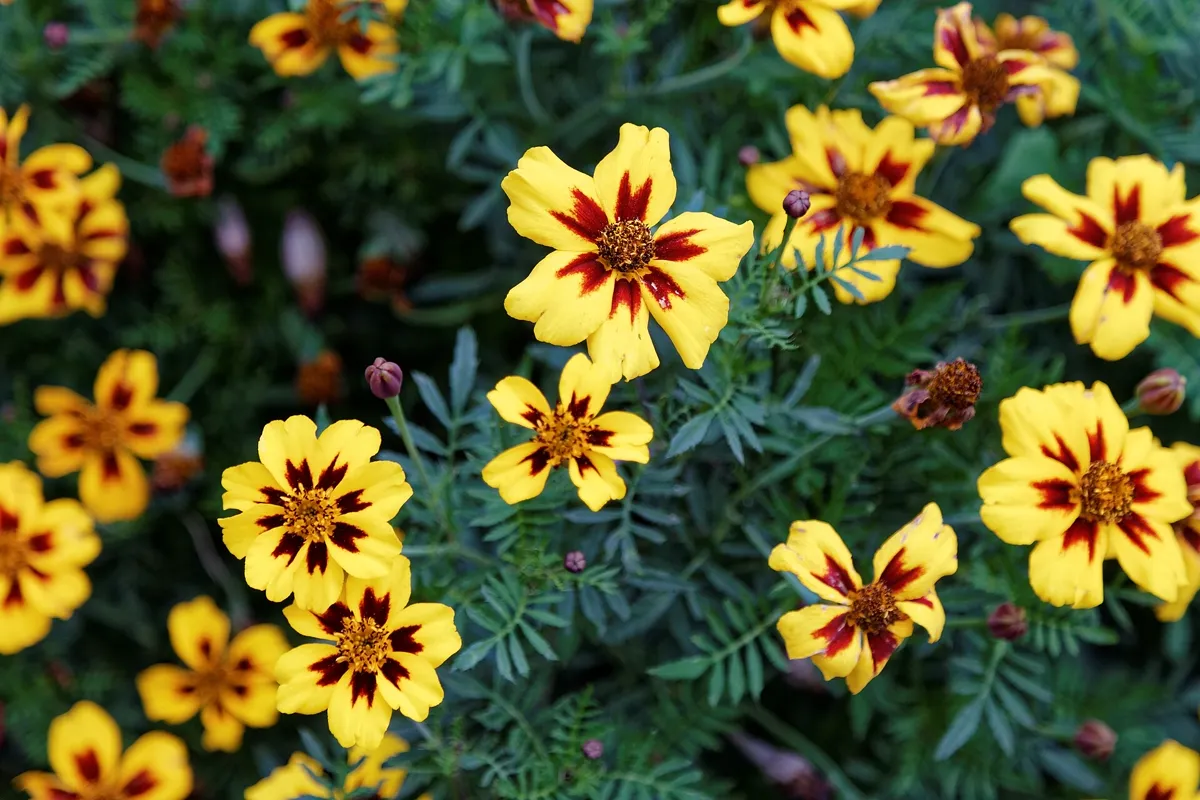 French marigolds flowering densely in a summer bed, a common trap crop for soil nematodes