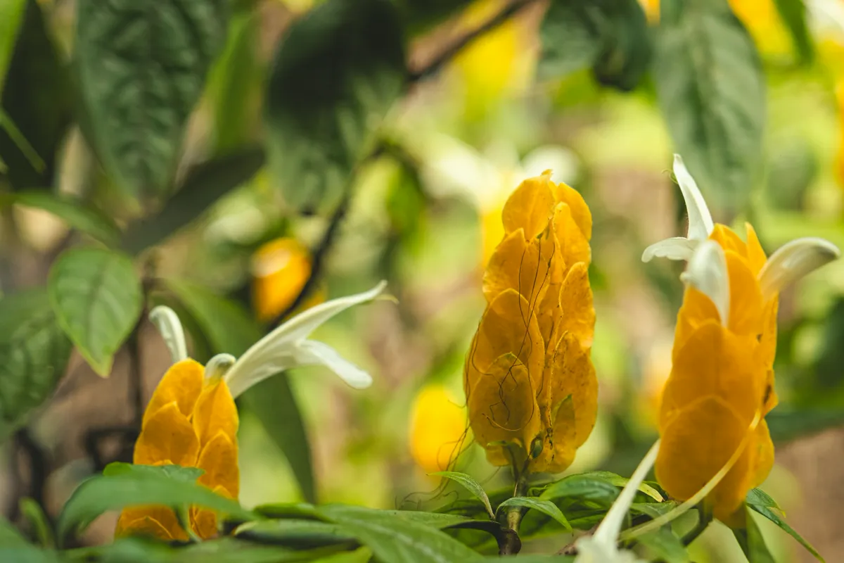 Golden shrimp plant with overlapping yellow bracts and slim white flowers