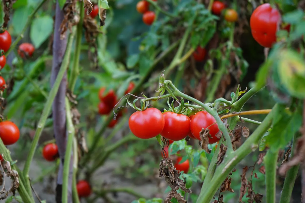 Tomato plants carrying ripe fruit while the foliage below has browned and collapsed