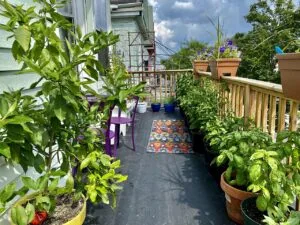 Small Space Gardening: The Complete Guide for Balconies, Patios & Indoors