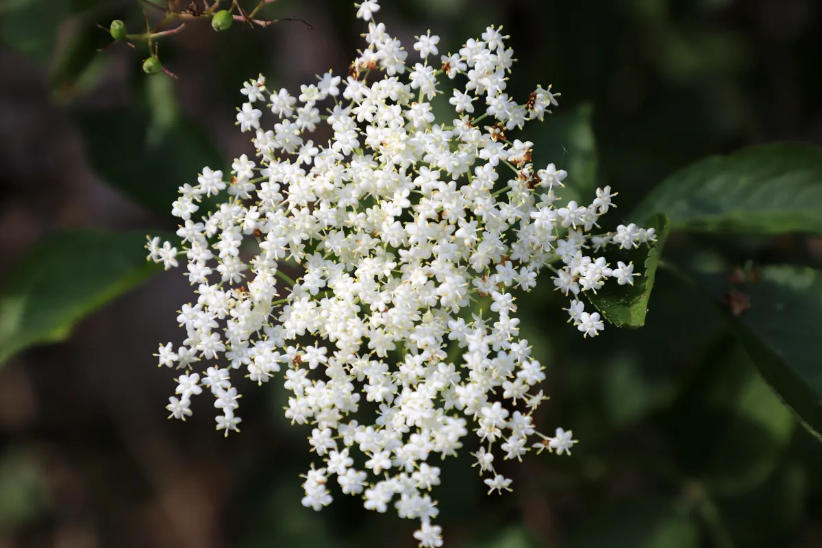 Flat creamy-white elderflower head fully open in early summer