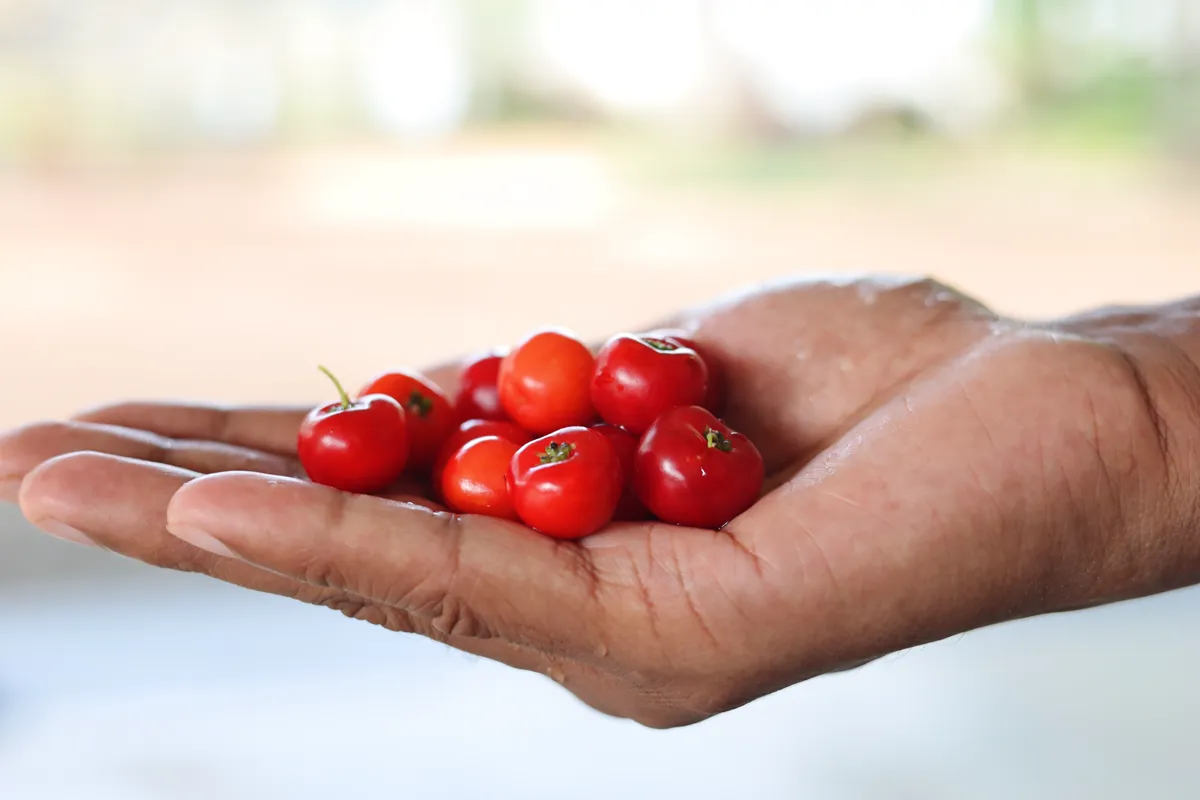 Handful of ripe red acerola cherries just picked