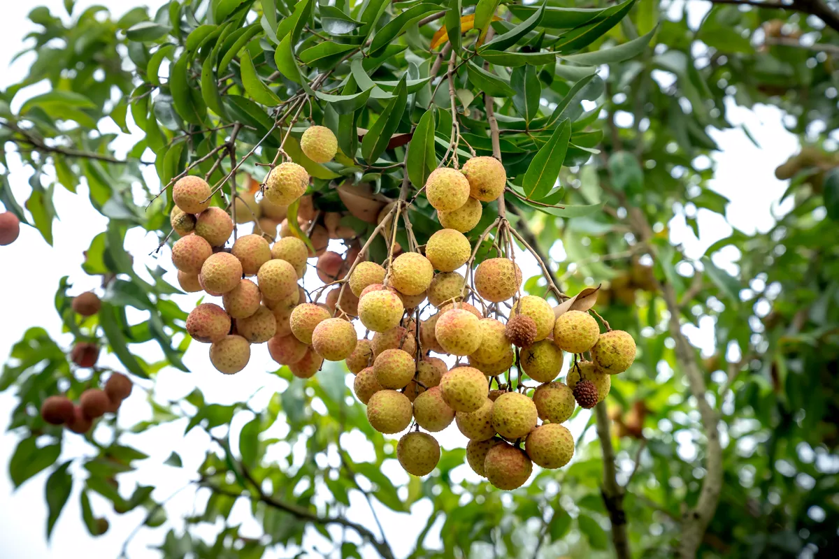 Bunches of tan longan fruit hanging under the tree canopy