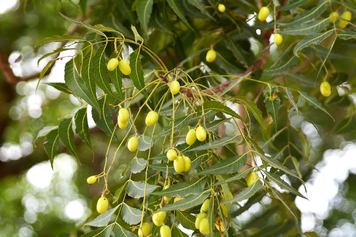 How to Grow Neem