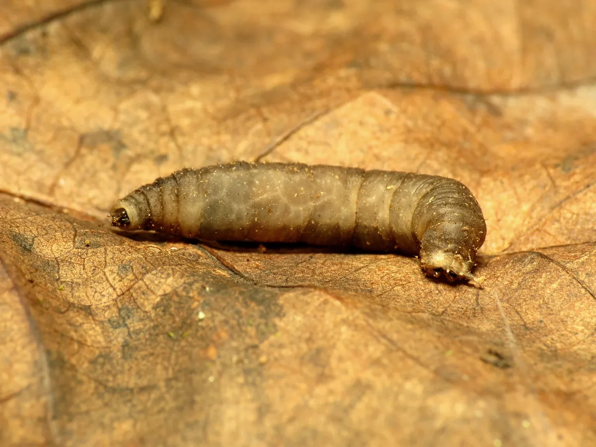 Grey-brown legless leatherjacket grub, the soil-dwelling larva of a crane fly