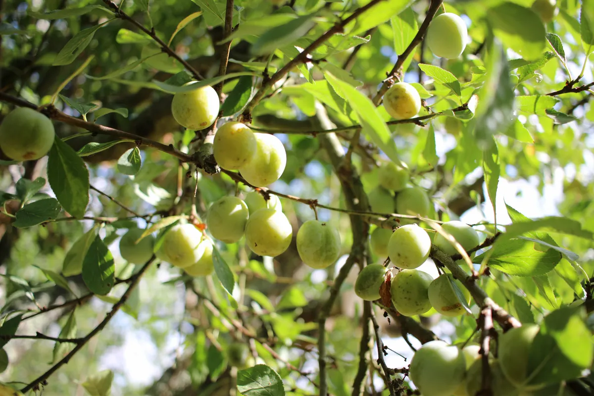 Small golden mirabelle plums ripening in a cluster on the branch