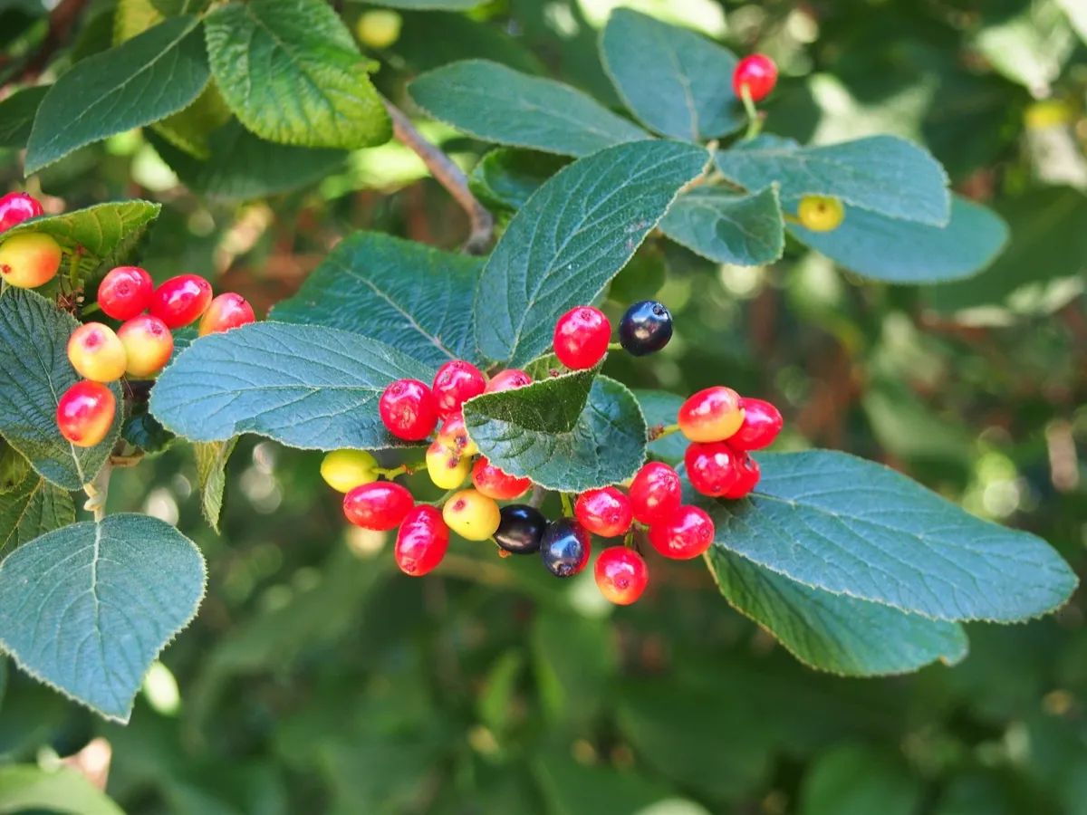 Nannyberry fruit turning from yellow to red on a branch