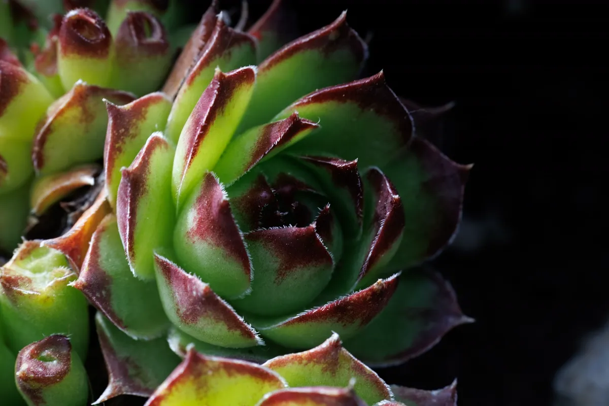Tight rosette of a houseleek with red-tipped fleshy leaves