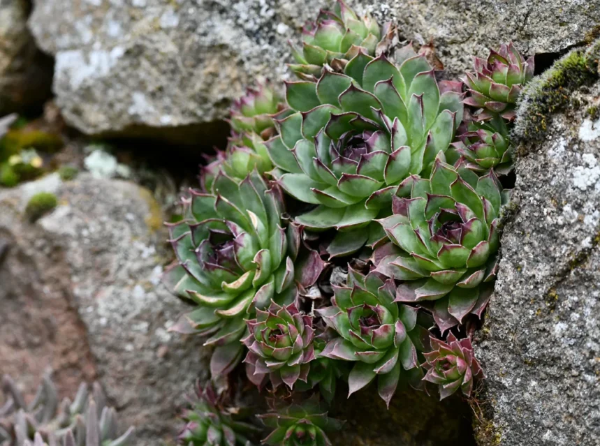 Sempervivum tectorum rosettes rooted in the gaps of a dry stone wall