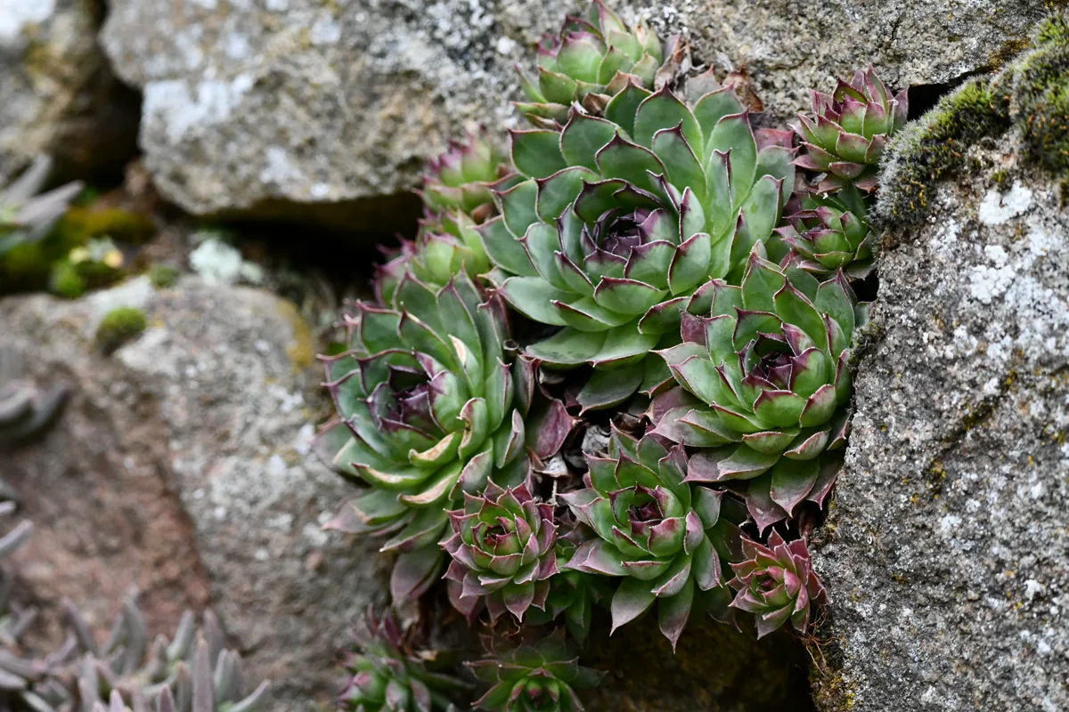 Sempervivum