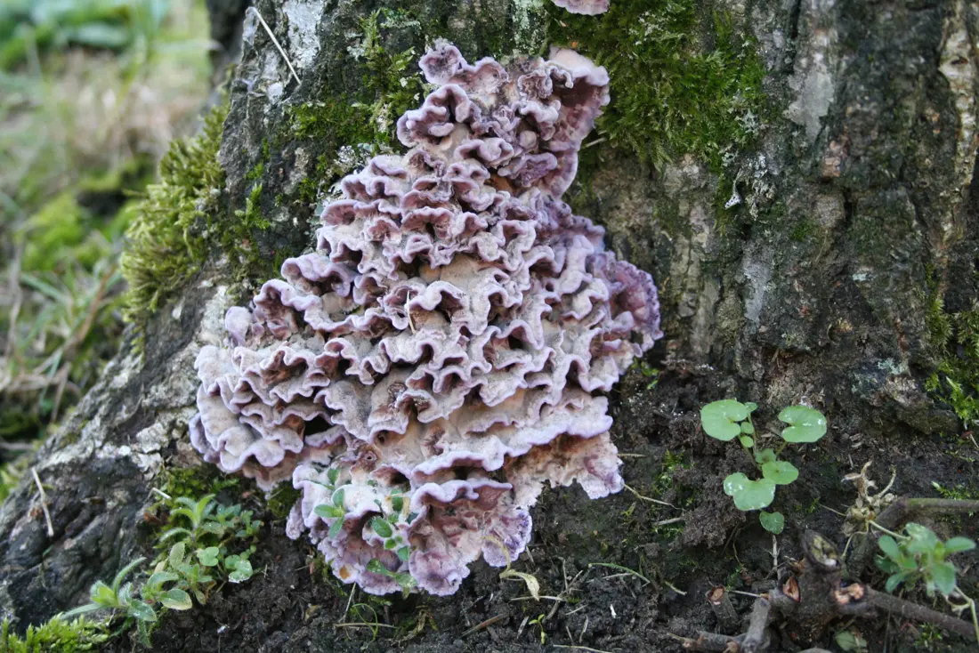 Purple bracket fruiting bodies of the silver leaf fungus on a tree trunk