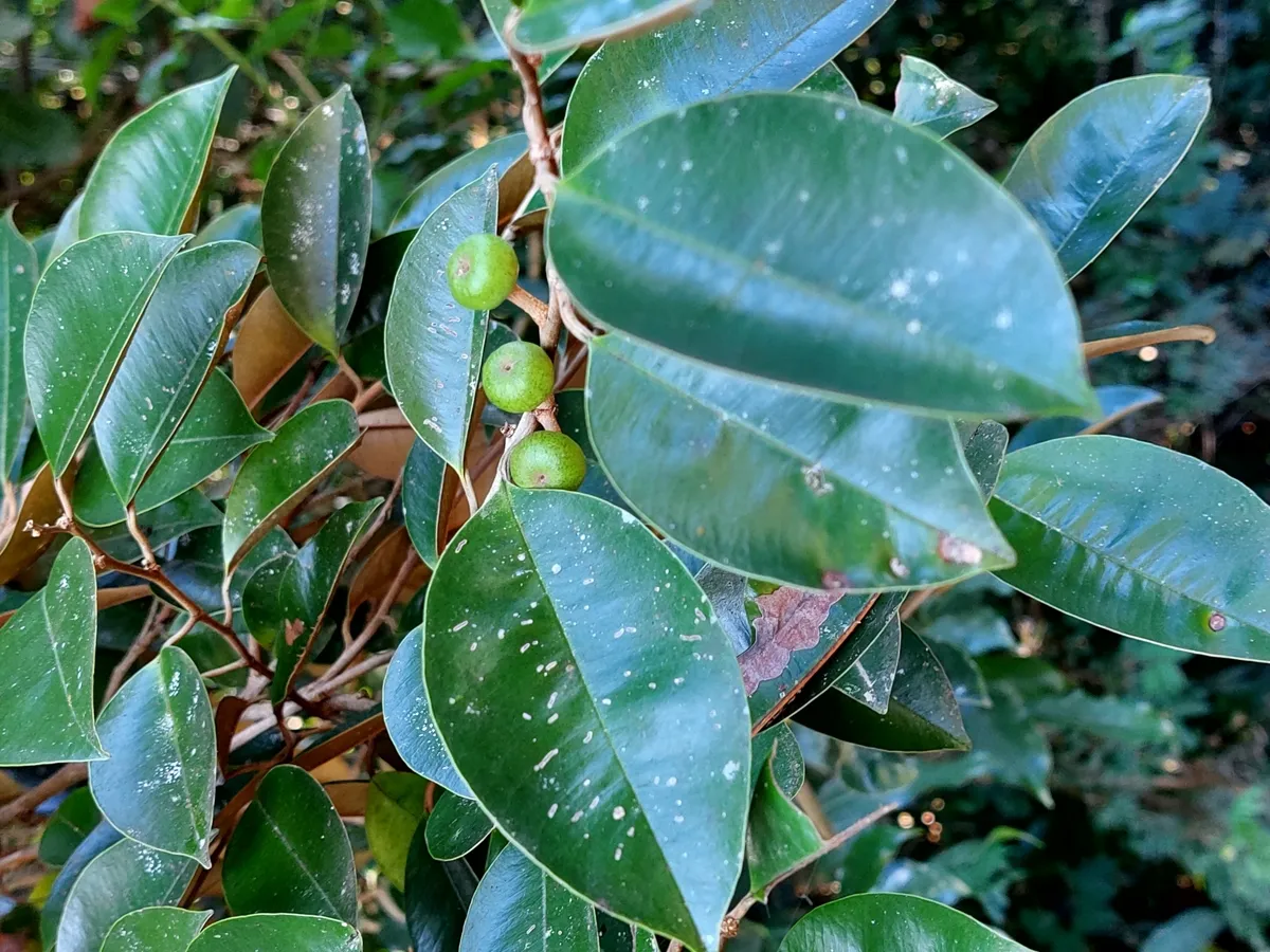 Star apple foliage with a young fruit, showing the golden underside of the leaves