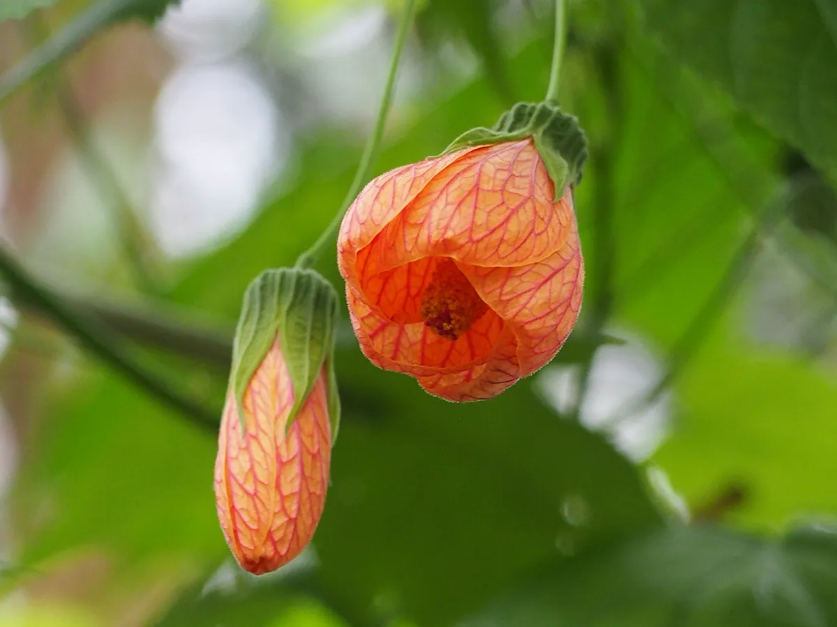 Orange bell-shaped flowering maple blooms hanging from a leafy stem
