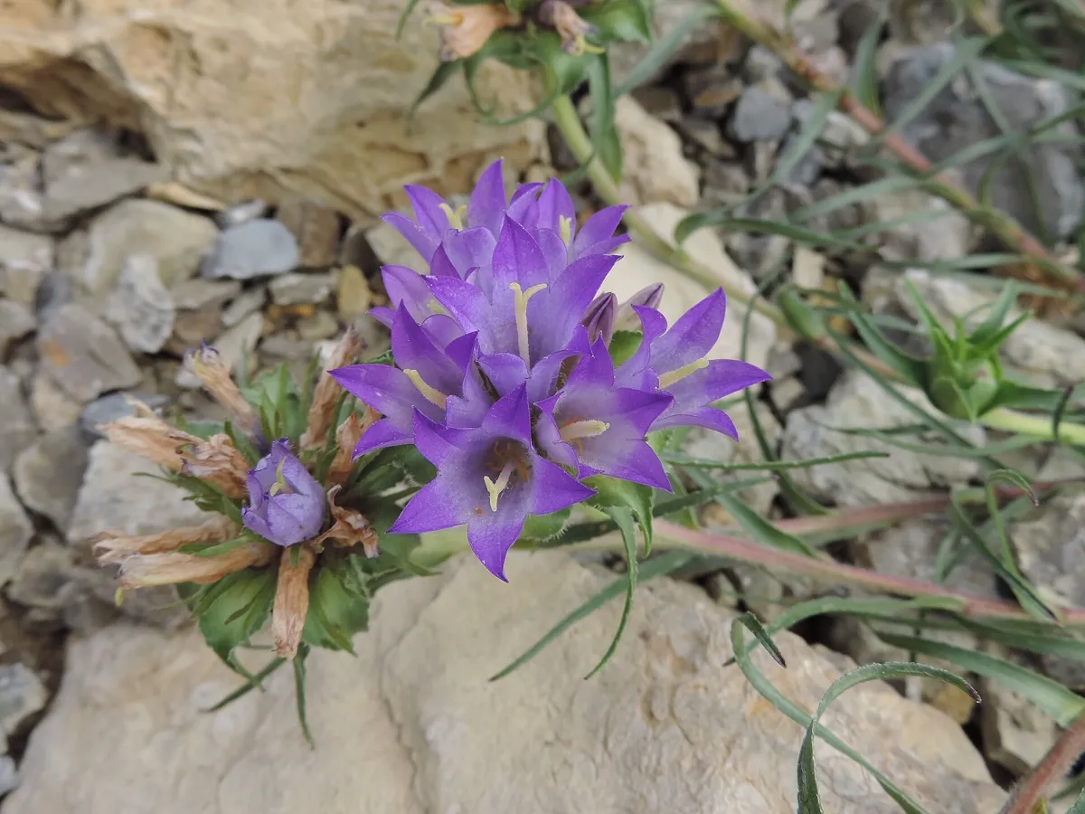 Violet-blue clustered bells of Edraianthus tenuifolius among narrow grassy leaves