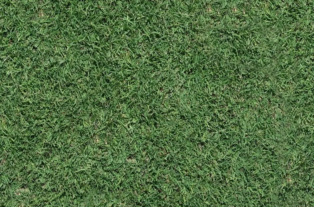 Dense green lawn turf after feeding