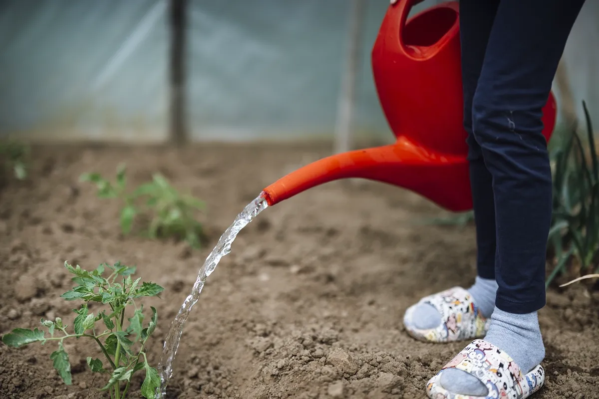 Liquid feed poured from a watering can around young tomato plants in a garden bed