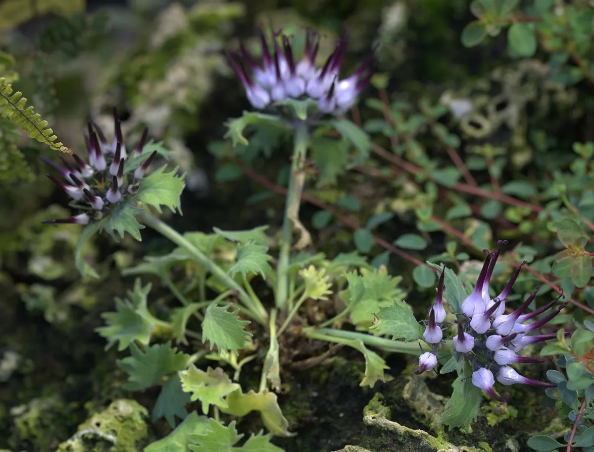 Tufted violet claw-shaped flower heads of Physoplexis comosa on a limestone rock