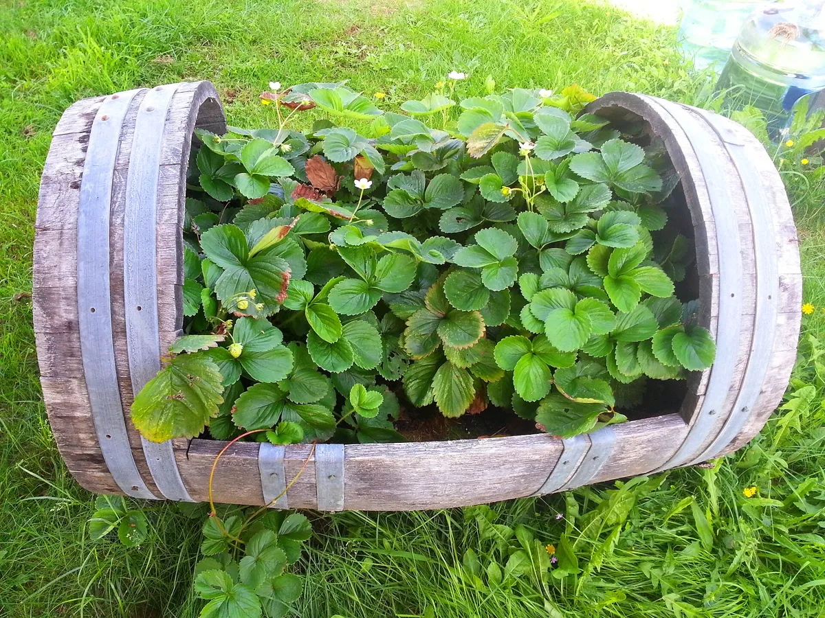 Strawberry plants growing in a wooden half-barrel planter set on a lawn