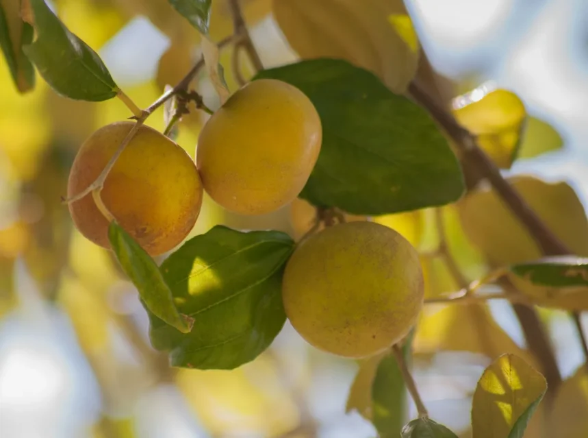 Ripe golden ber (Indian jujube) fruits hanging on the tree among glossy three-veined leaves