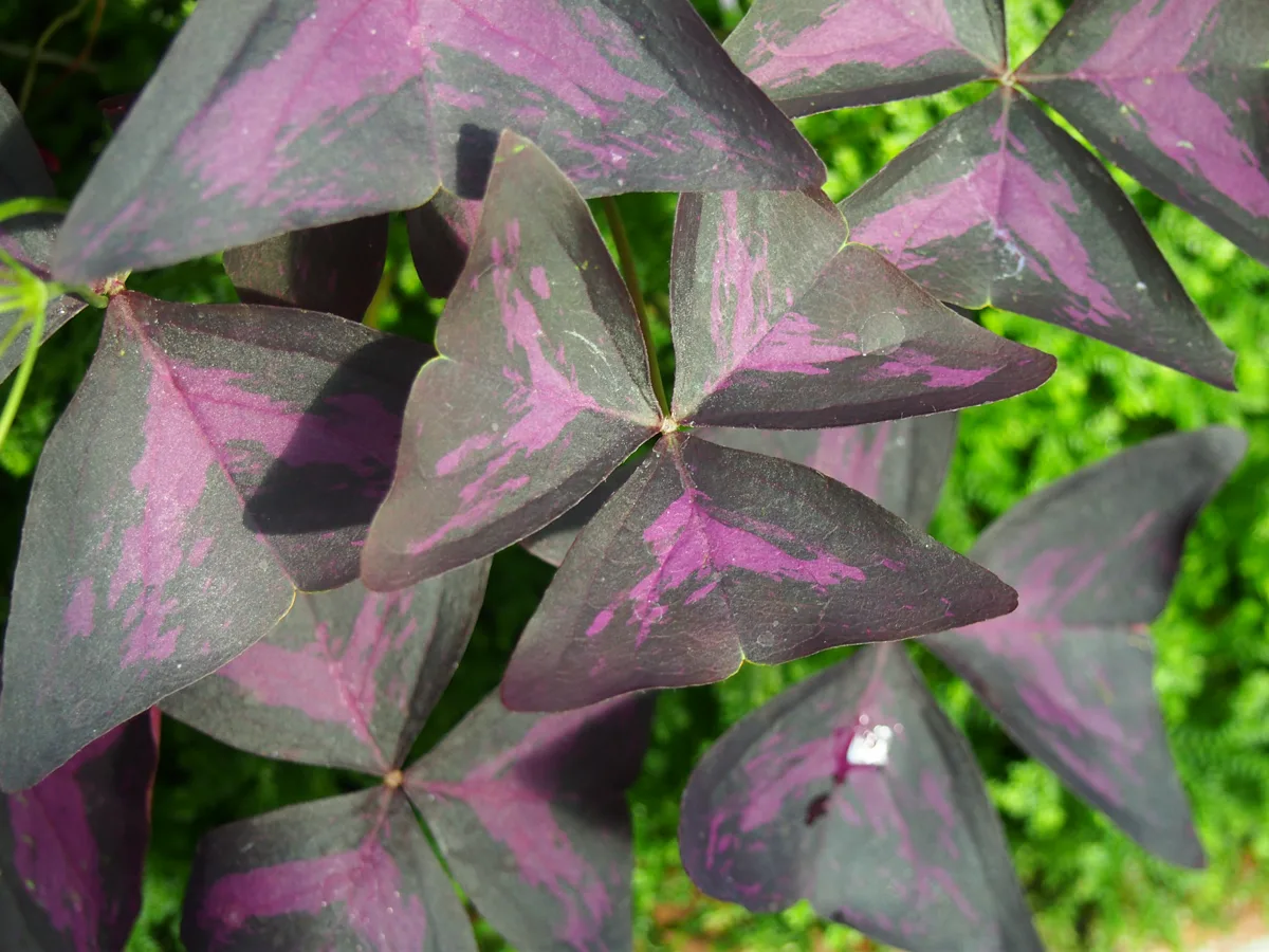 Oxalis Care
