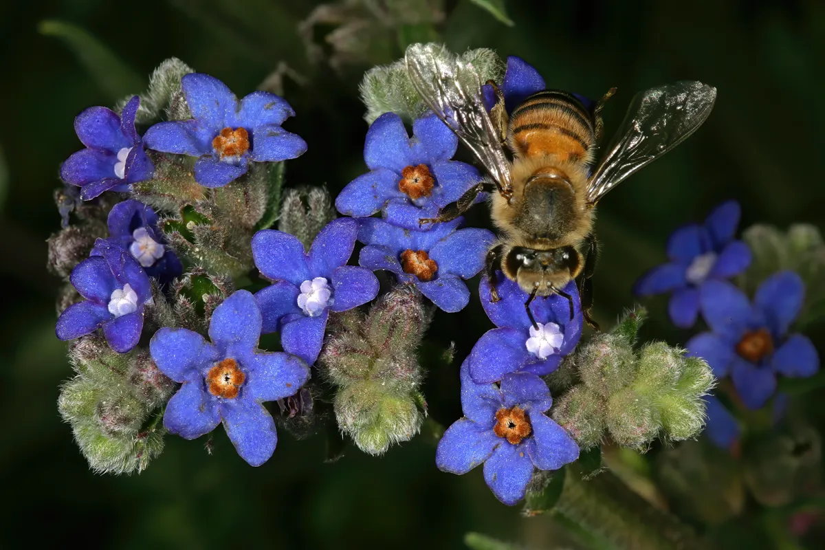 Honeybee feeding on a cluster of vivid blue Cape forget-me-not flowers