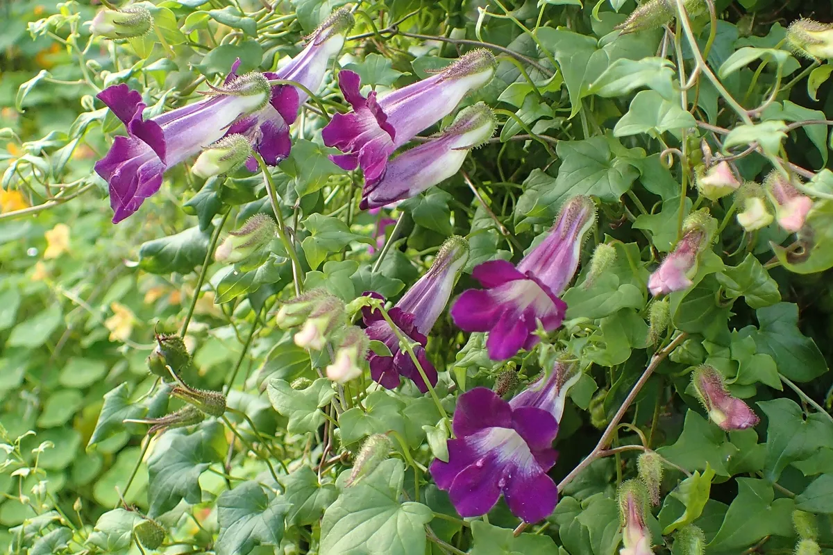 Purple trumpet blooms of climbing snapdragon scrambling over ivy-shaped leaves