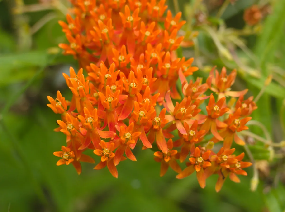 Bright orange butterfly weed flower clusters in full bloom