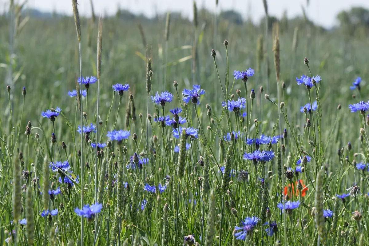 Blue cornflowers blooming among grasses in a summer meadow