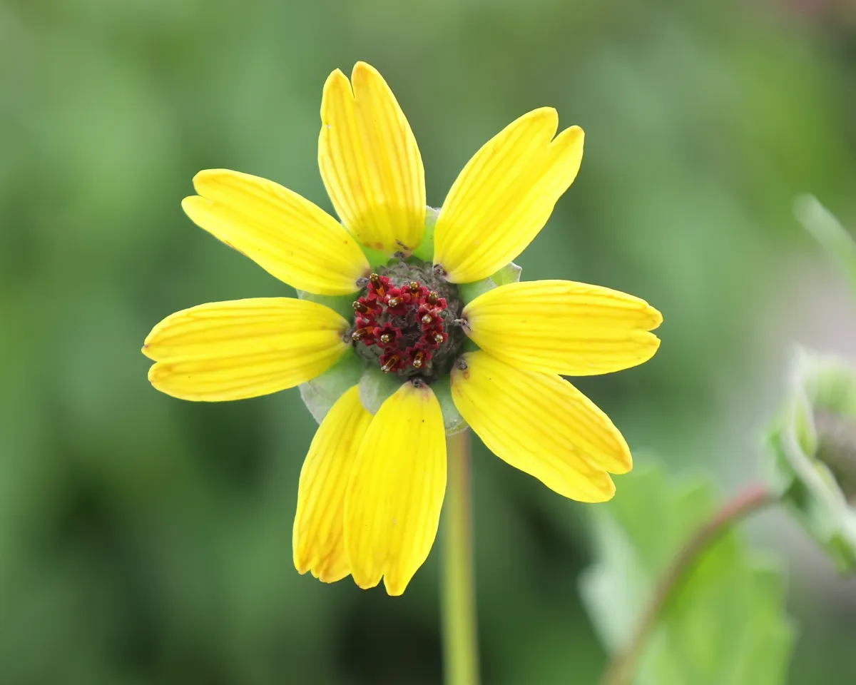 Yellow chocolate daisy bloom with a maroon centre against green foliage