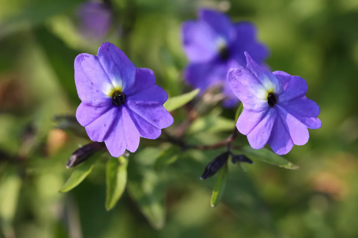 Violet-blue amethyst flowers with white throats blooming on a leafy stem