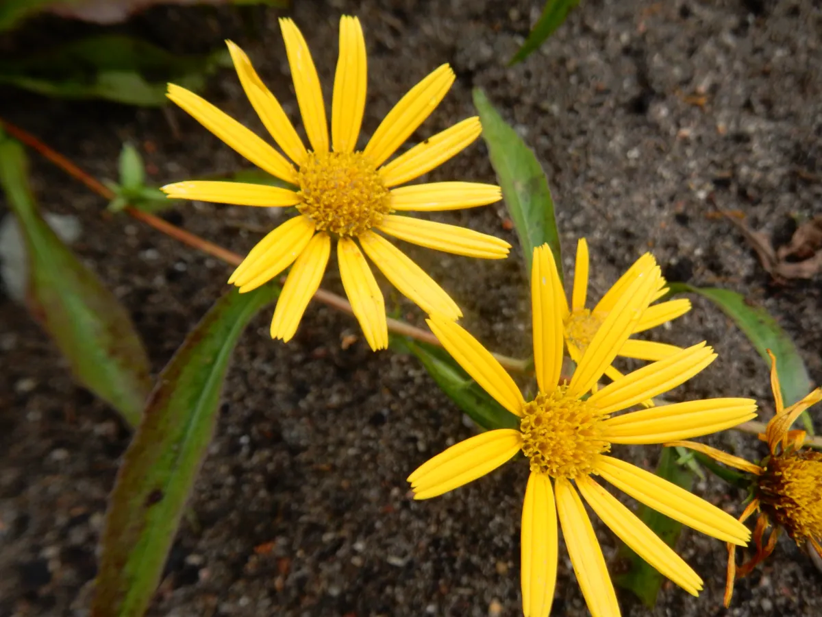 Two bright yellow ox-eye daisy blooms with slender rays open in a garden border