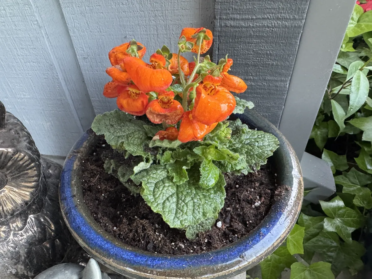 Bright orange pouched slipper blooms on a compact plant in a blue glazed patio pot