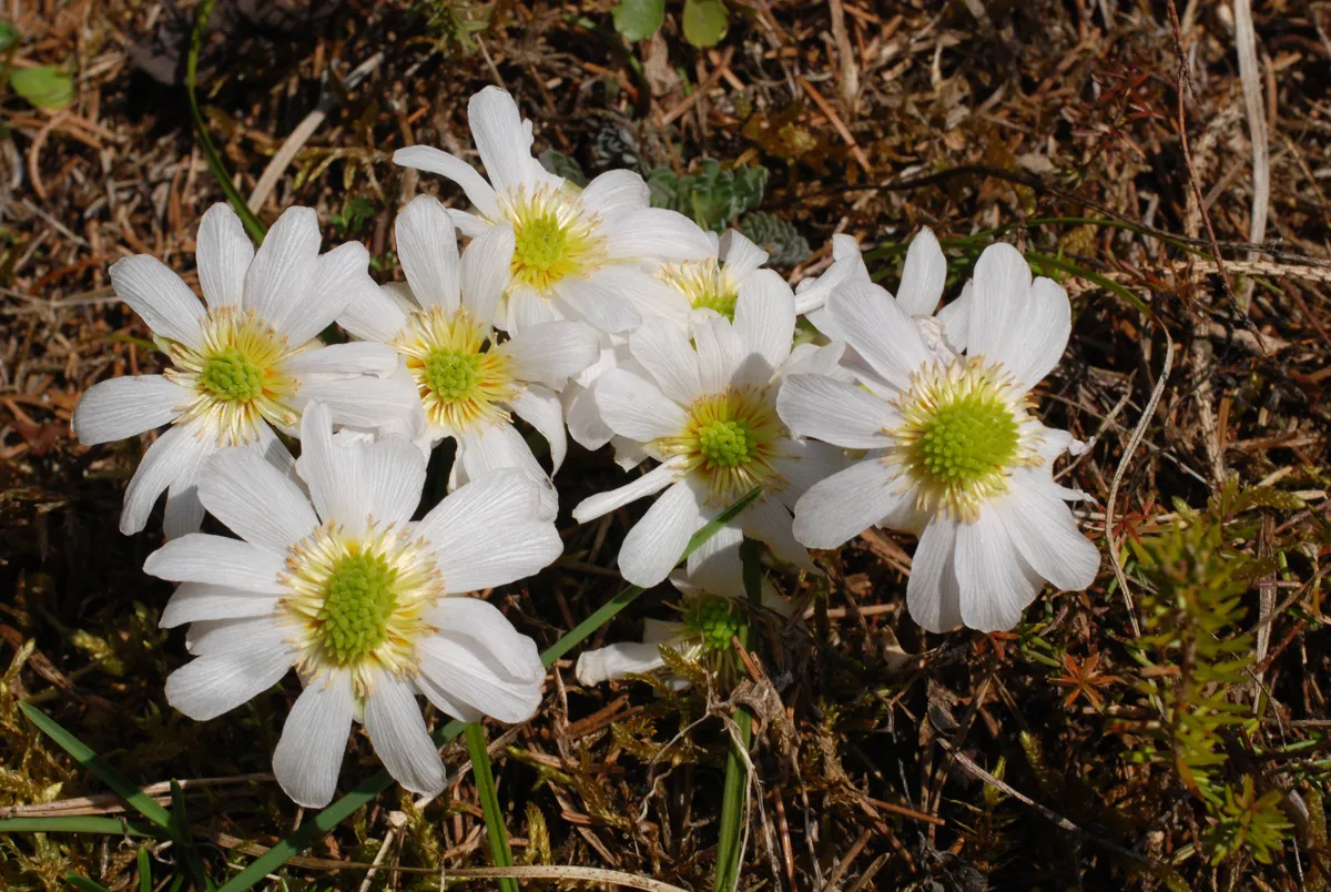 A cluster of white alpine Callianthemum blooms with yellow-green centres over mossy ground