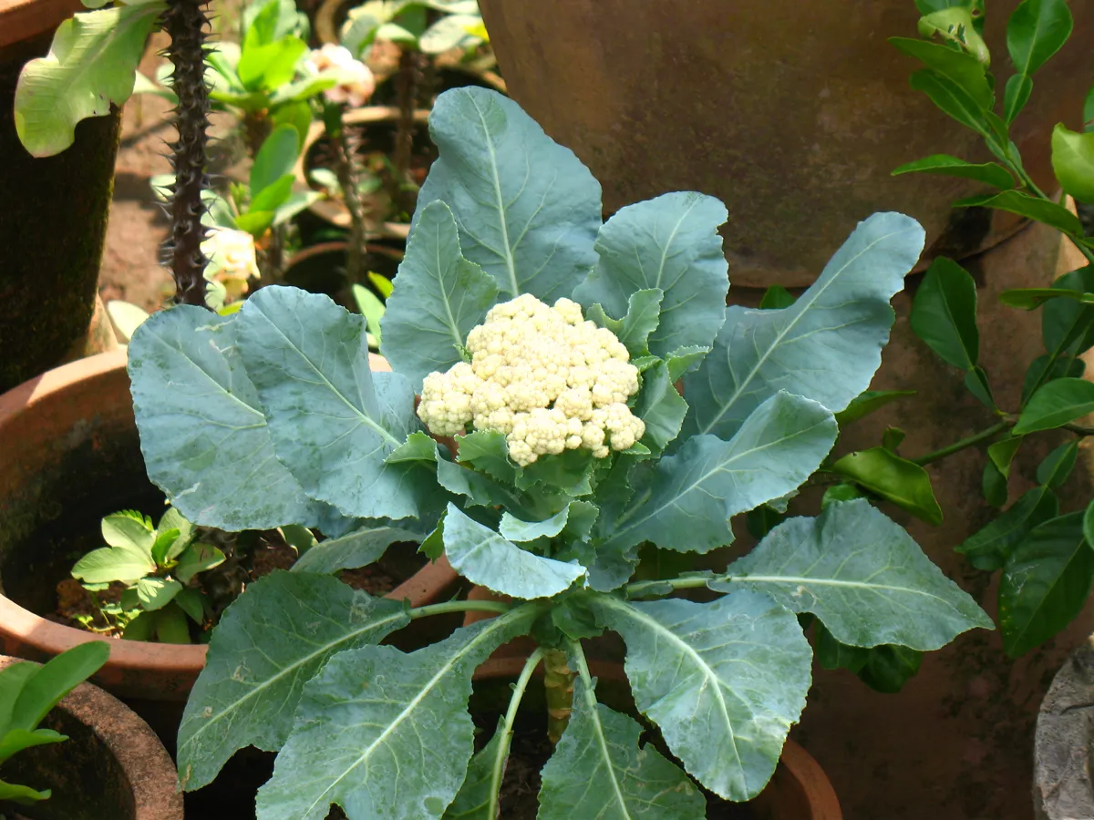 A young creamy curd forming at the centre of a blue-green leaf rosette in a terracotta pot